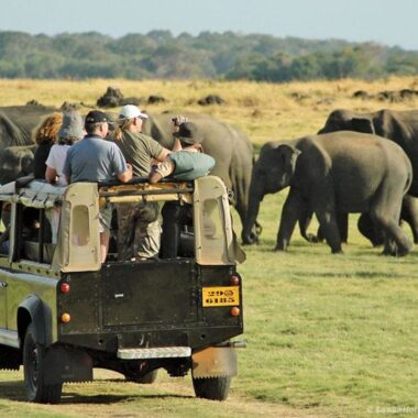 Best Safari in Africa